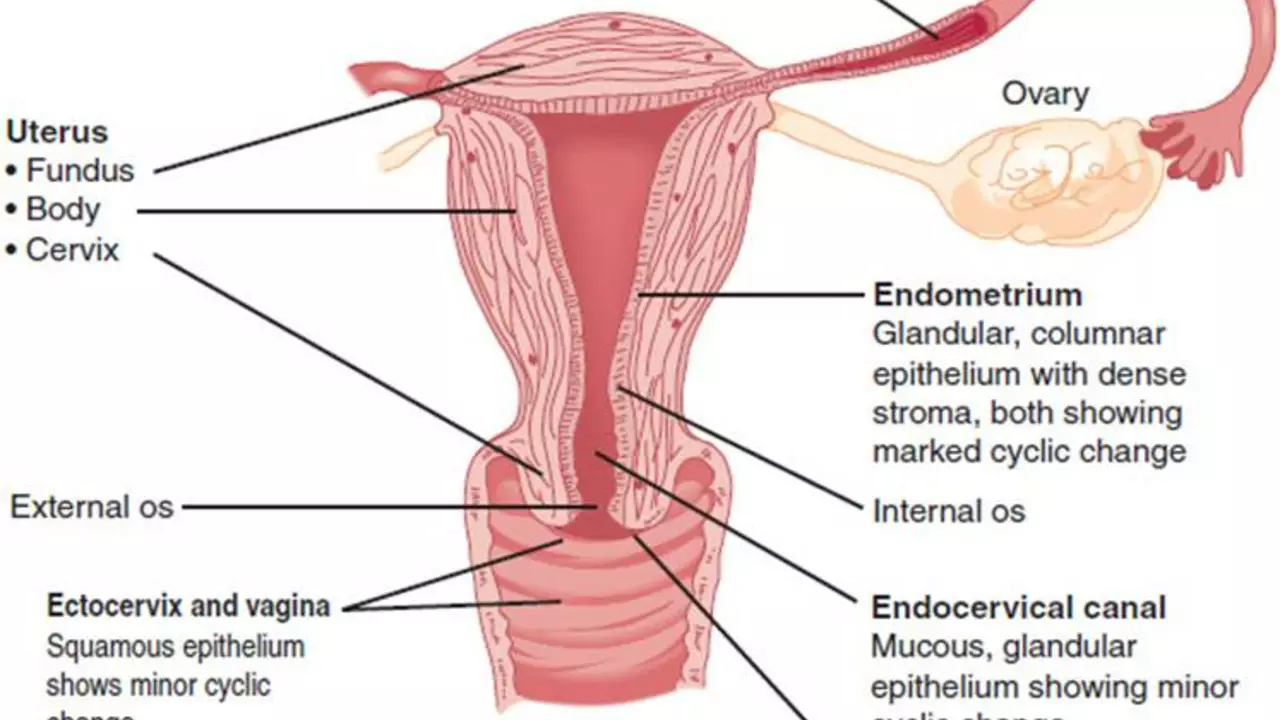 How Overgrowth in the Lining of the Uterus Can Affect Your Body Image
